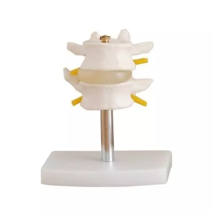 modelscart-life-size-lumbar-set-made-of-pvc-plastic-stand-mounting-for-medical-education-xc-116-set-of-2