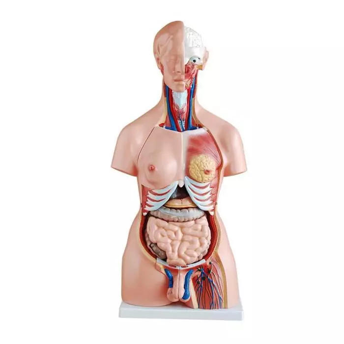 MODELSCART Unisex Torso Model 23 Parts, 85 cm Made of PVC Plastic Mounted on Plastic Base for Medical Training, XC-204