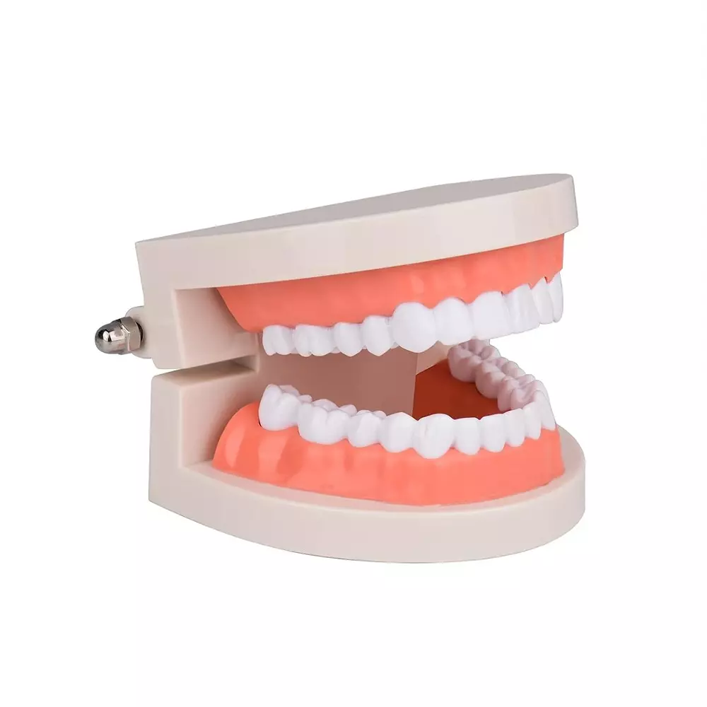 MODELSCART Dental Care Model 28 Teeth, Life Size, Made of PVC Plastic for Medical Education & Training, RX-403M