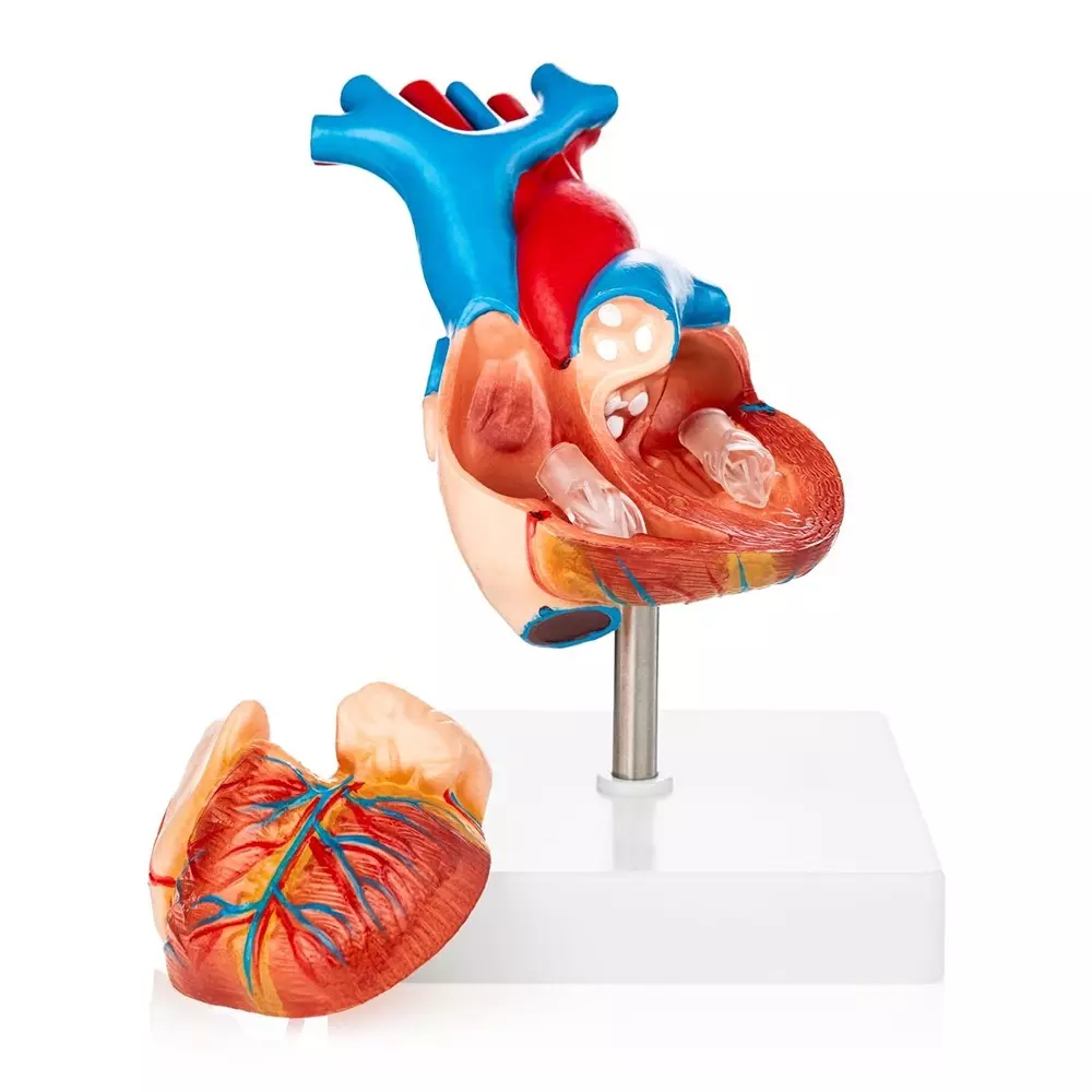 modelscart-life-size-life-size-heart-model-made-of-pvc-plastic-mounted-on-stand-for-medical-education-xc-307a