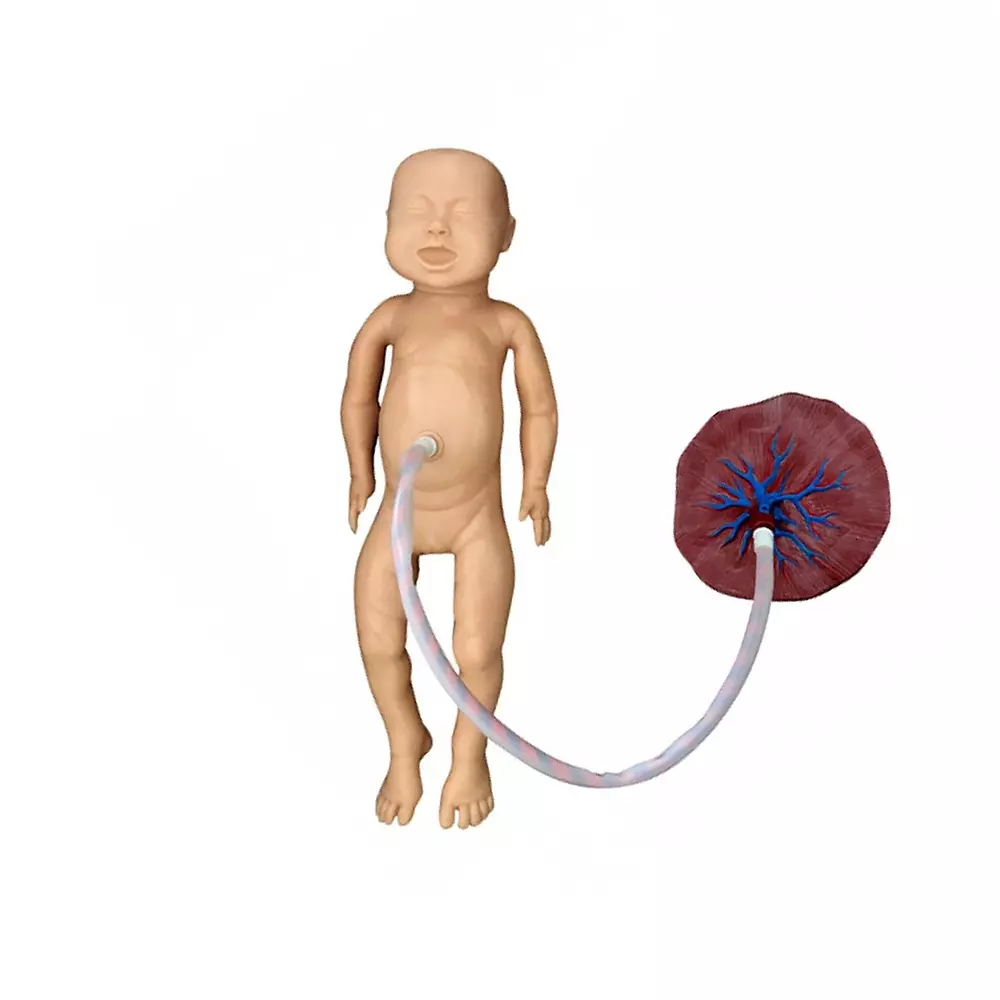 MODELSCART New Born Baby Model Female with Placenta, Life Size, Made of Soft Plastic for Medical Education & Training, XC-409C