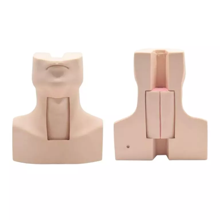 MODELSCART Tracheostomy Simulator PVC Body for Training Medical Students, XC-454