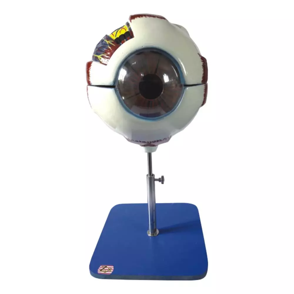 Zesco India 6 Times Life Size Eye Model Made of PVC Plastic for Bio and Medical Labs, ZESCO-ZX-1410