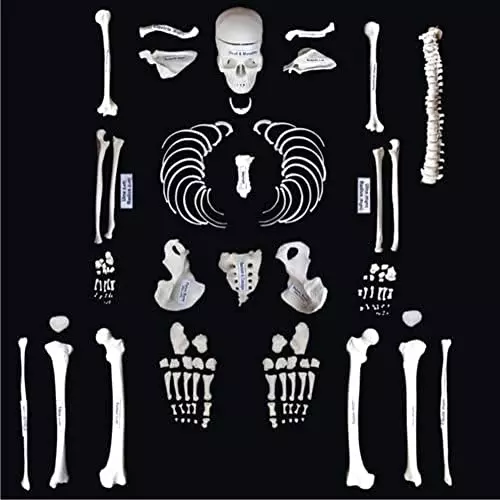 WKM PVC Disarticulated Human Skeleton Model for Educational Purpose, Q2-2DUY-OZSY (Pack of 201 Pcs)