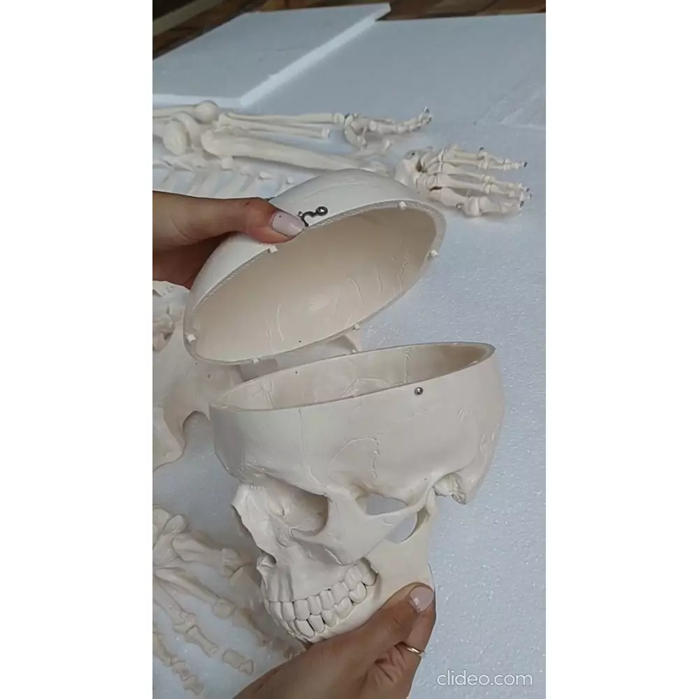 wkm-pvc-disarticulated-human-skeleton-model-for-educational-purpose-q2-2duy-ozsy-pack-of-201-pcs