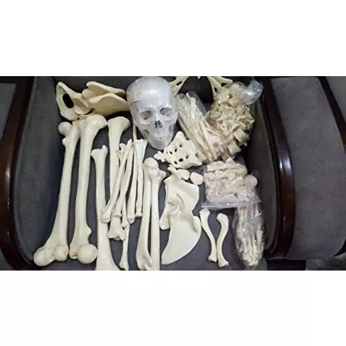 wkm-pvc-disarticulated-human-skeleton-model-for-educational-purpose-q2-2duy-ozsy-pack-of-201-pcs