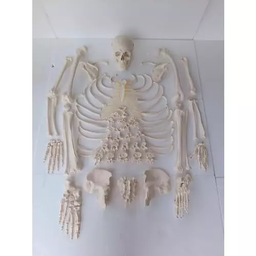 wkm-pvc-disarticulated-human-skeleton-model-for-educational-purpose-q2-2duy-ozsy-pack-of-201-pcs
