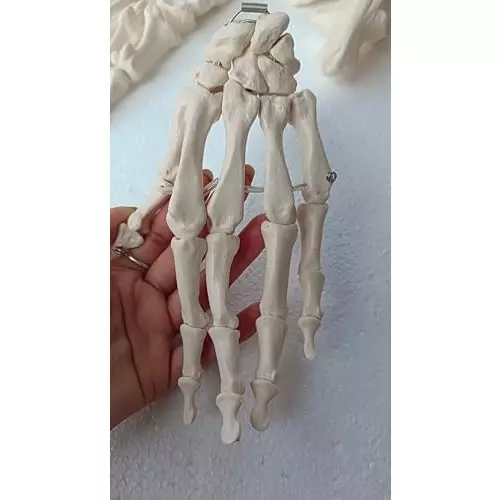 wkm-pvc-disarticulated-human-skeleton-model-for-educational-purpose-q2-2duy-ozsy-pack-of-201-pcs