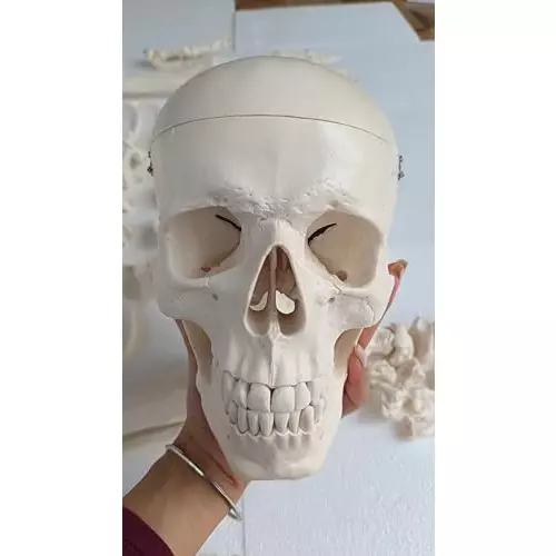 wkm-pvc-disarticulated-human-skeleton-model-for-educational-purpose-q2-2duy-ozsy-pack-of-201-pcs