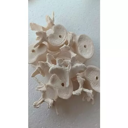 wkm-pvc-disarticulated-human-skeleton-model-for-educational-purpose-q2-2duy-ozsy-pack-of-201-pcs