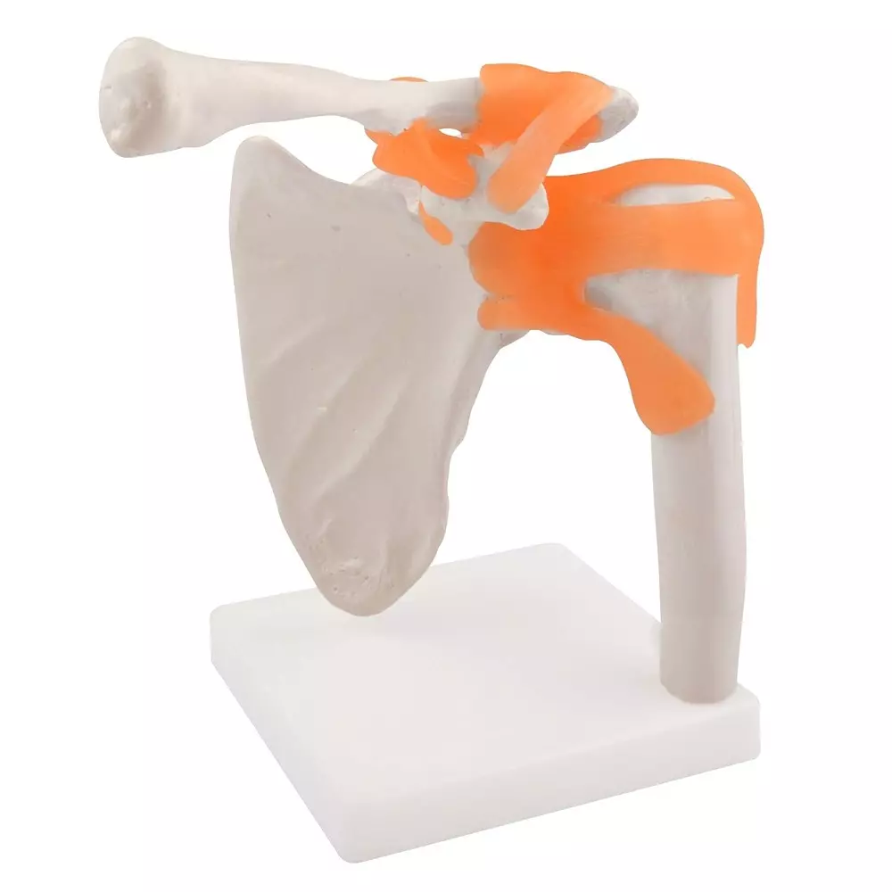 MODELSCART Life Size Shoulder Joint Model Made of PVC, Plastic Base Mounting for Medical Education, XC-109
