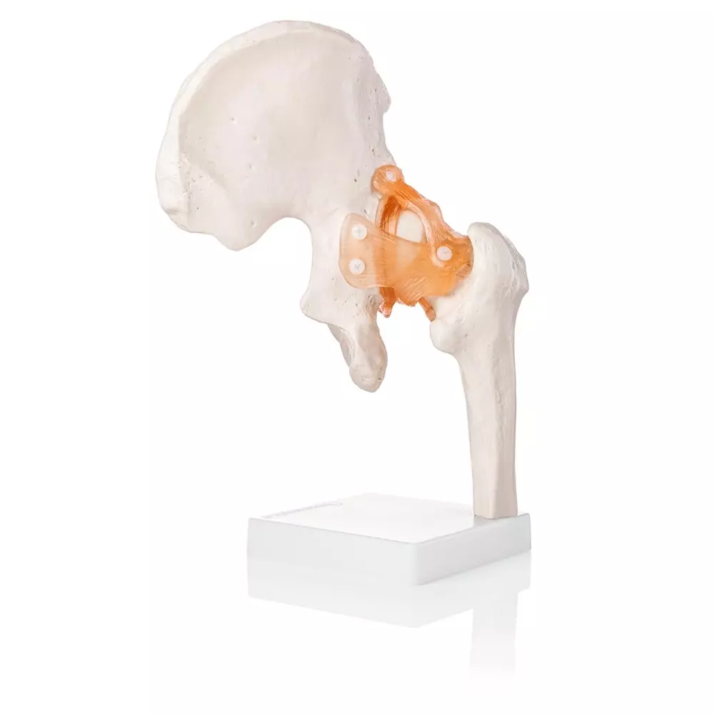 MODELSCART Life Size Hip Joint Model Made of PVC, Plastic Base Mounting for Medical Education, XC-110