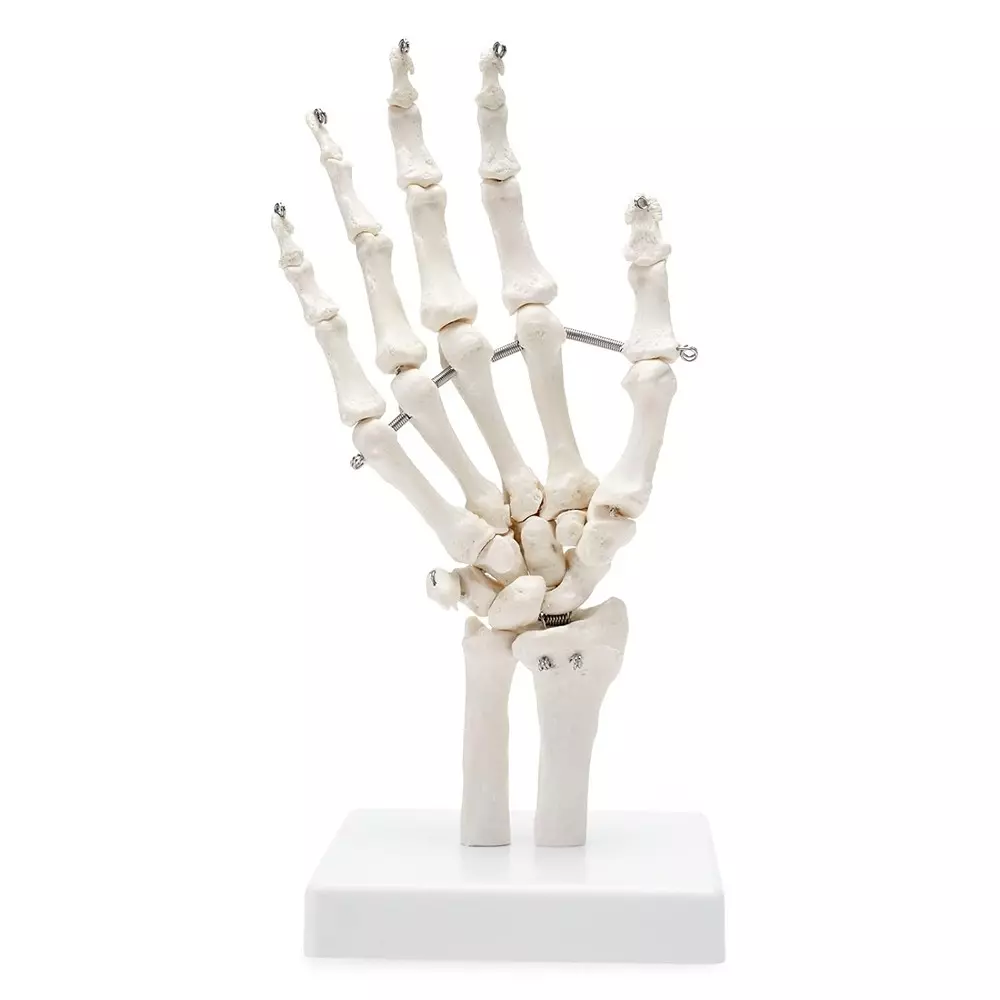 MODELSCART Life Size Hand Joint Model Made of PVC, Plastic Base Mounting for Medical Education, XC-114