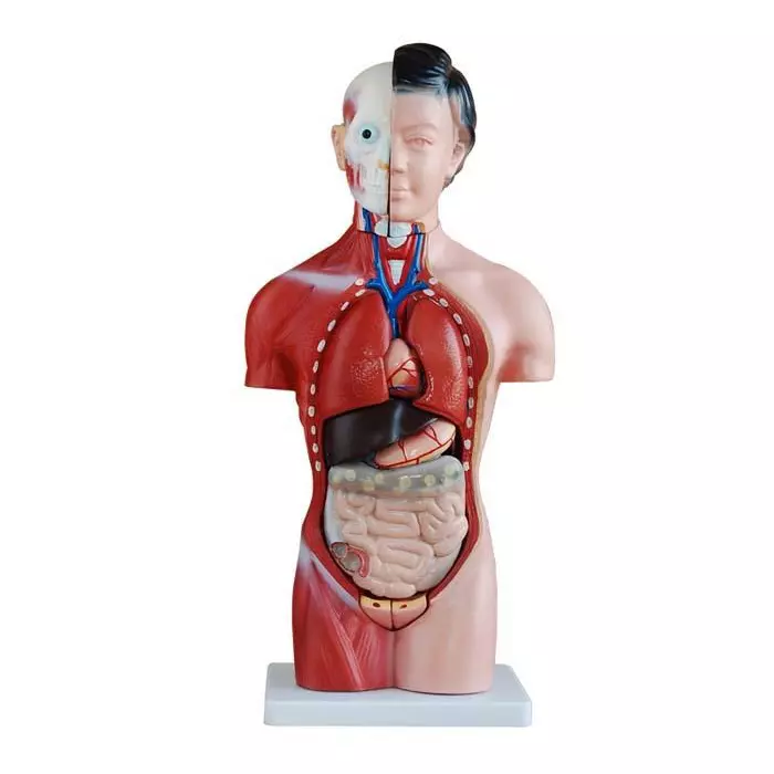 MODELSCART Female Torso Model 13 Parts, 42 cm Made of PVC Plastic Mounted on Plastic Base for Medical Training, XC-202B