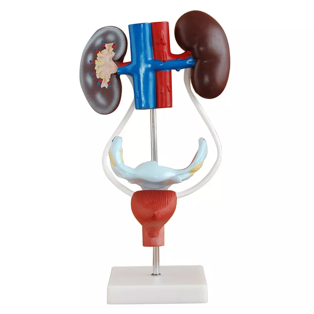 MODELSCART Female Urogenital System Model, 20x20x50 cm Made of PVC Plastic for Medical Education & Training, XC-332