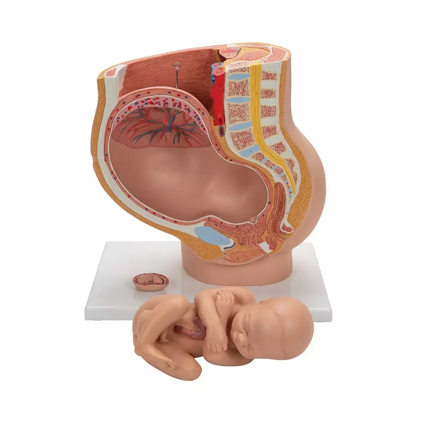 MODELSCART Human Female Pregnant Pelvis Section 4 Parts Model, 38 ×25 × 40 cm, Made of PVC Plastic for Medical Education & Training, XC-332B