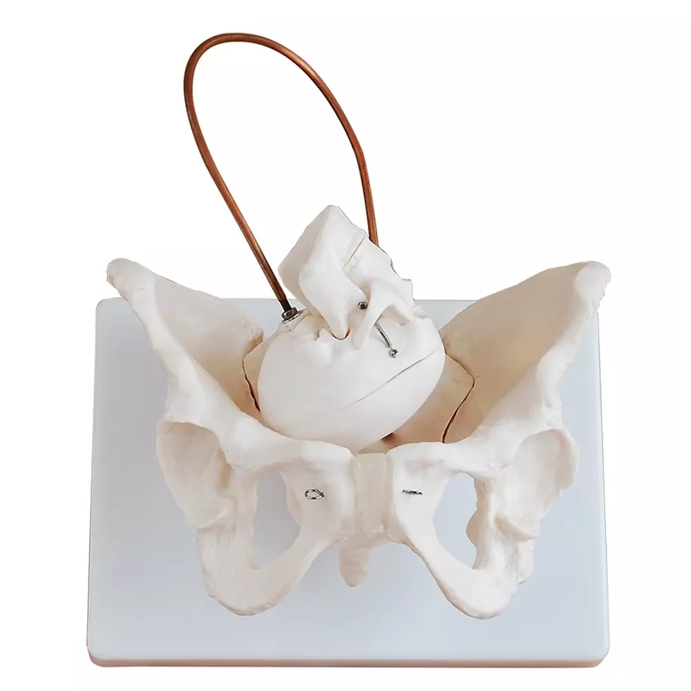 MODELSCART Life Size Birth Demonstration Model Made of PVC Plastic, Stand with Base Mounting for Medical Education, XC-127