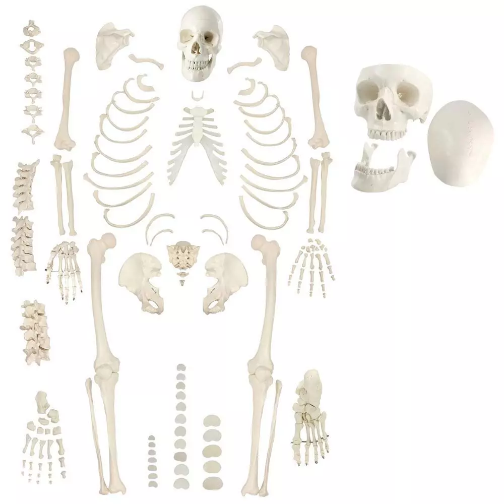 Zesco India Life Size Disarticulated Skeleton Model Made of PVC Plastic for Bio and Medical Labs, ZESCO-XC 130