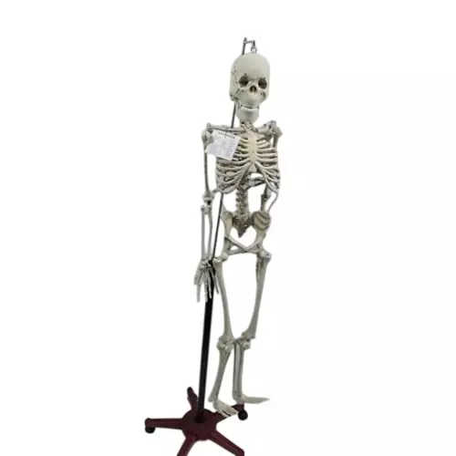 WKM 1.52 m (5 Feet) PVC Articulated Human Skeleton Model with Stand KTN475