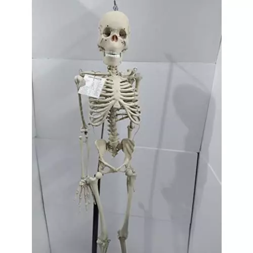 wkm-5-feet-pvc-articulated-human-skeleton-model-with-stand-ktn475