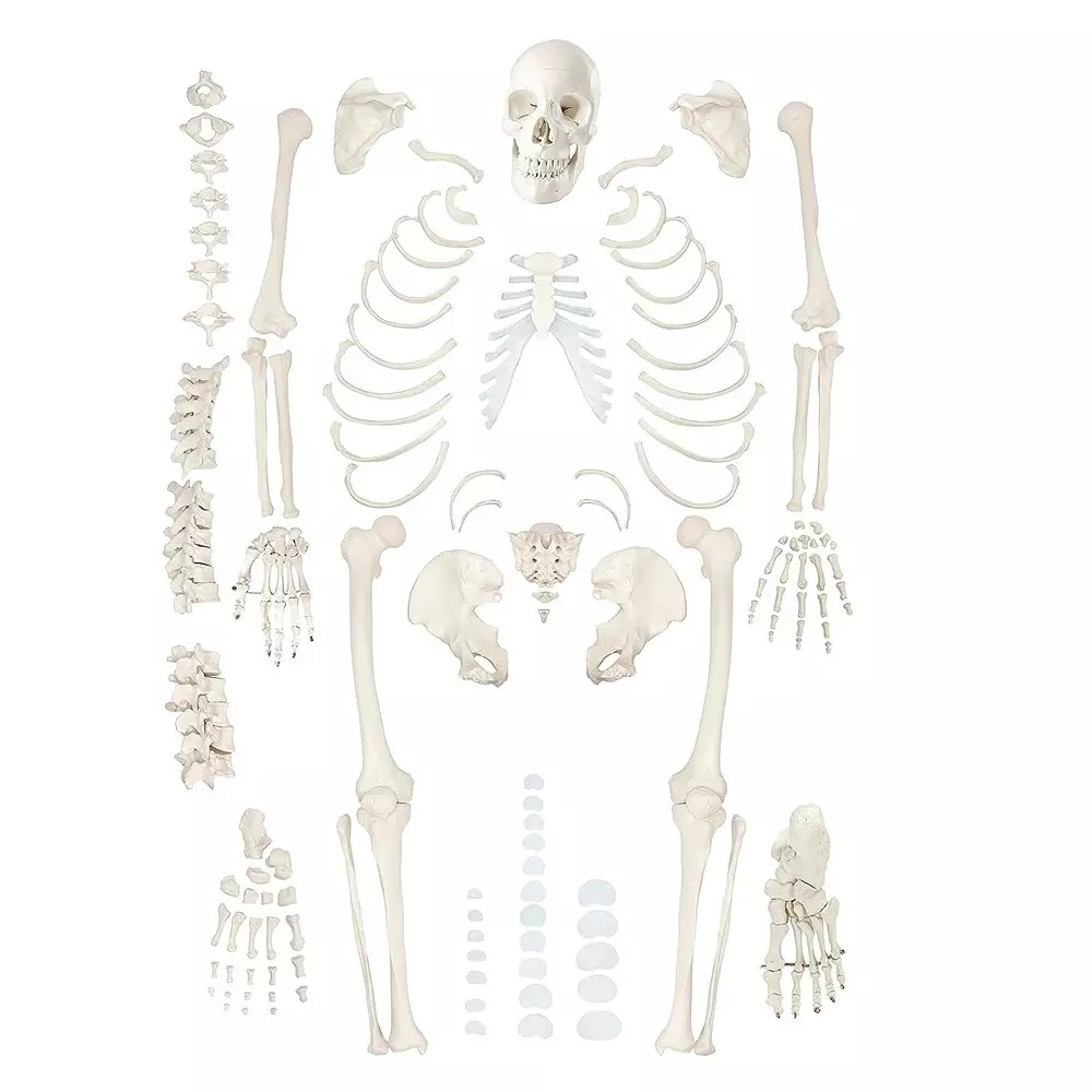 MODELSCART Life Size Disarticulated Skeleton with Skull Model, Made of PVC Plastic for Medical Education & Training, XC-130