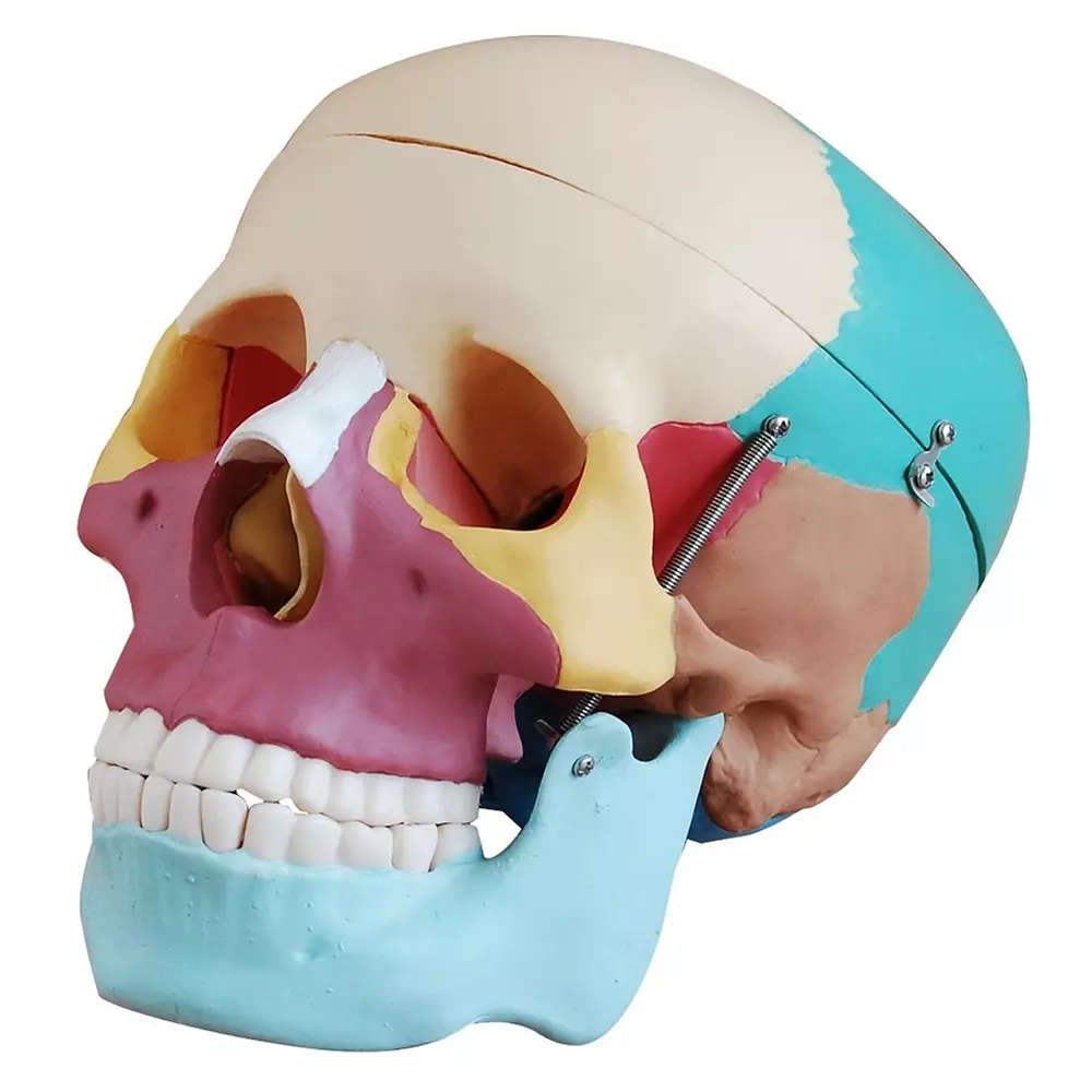 MODELSCART Life Size Human Skull Model with Colored Bones, Made of PVC Plastic for Medical Education & Training, XC-104C