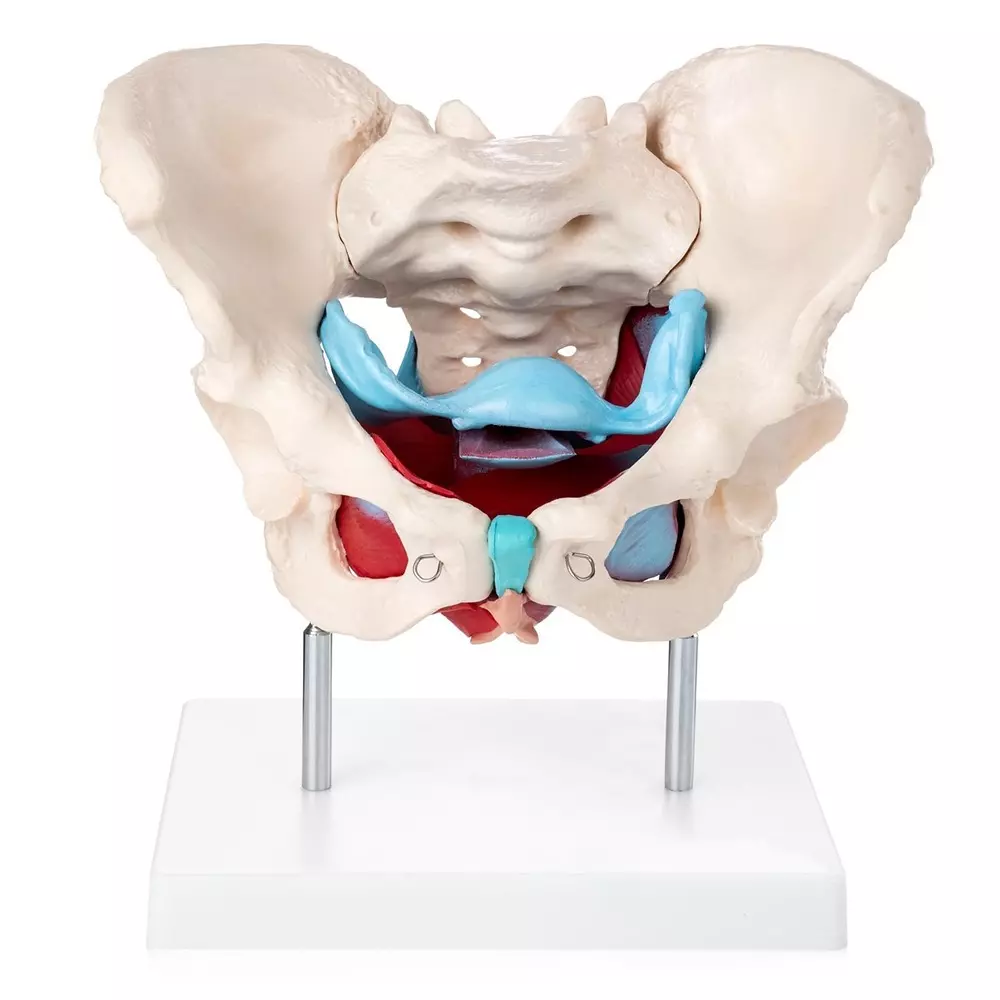 MODELSCART Life Size Female Pelvic Muscles and Organs Model Made of PVC Plastic for Medical Education & Training, XC-125