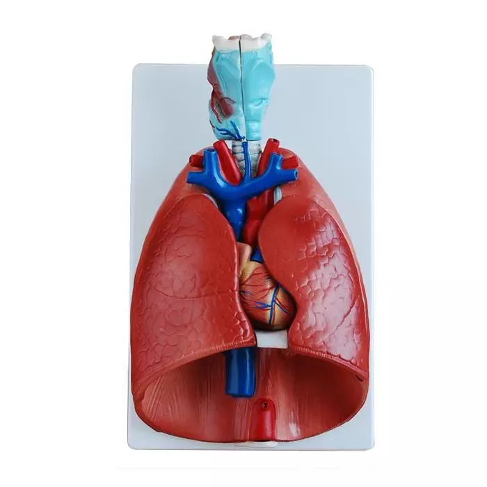 MODELSCART Life Size Larynx, Heart and Lung Model Made of PVC, Plastic Base Mounting for Medical Education, XC-320