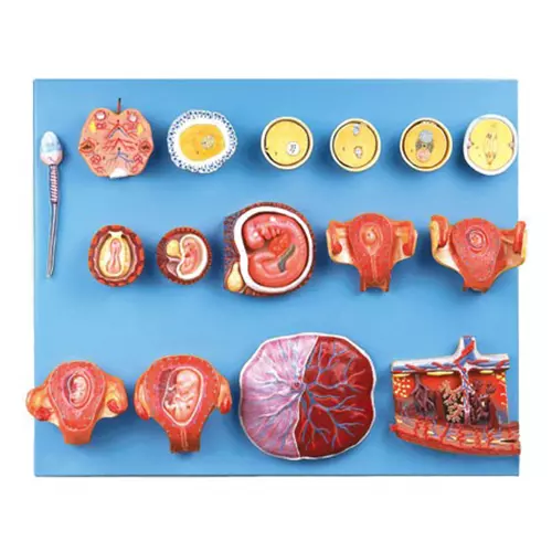 MODELSCART Human Fertilization and Early Embryogeny Model, Made of PVC, Plastic Base Mounting for Medical Education & Training, RX-A42002