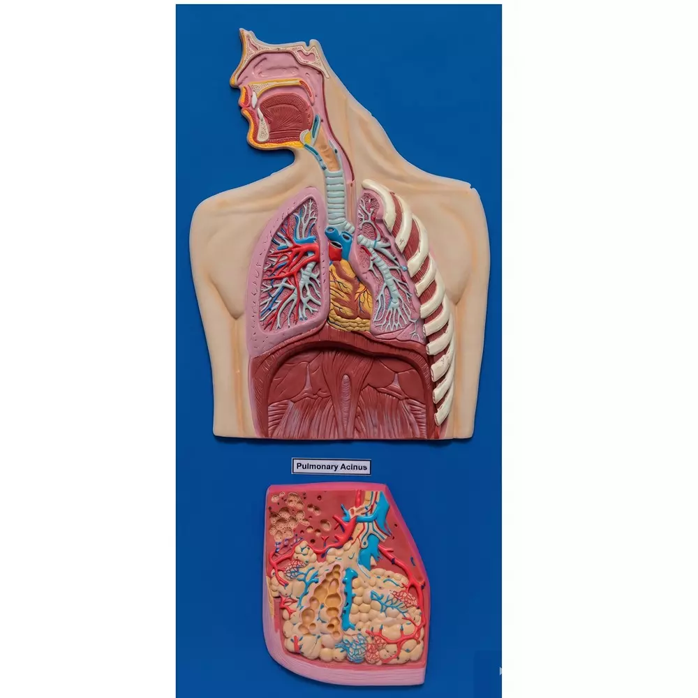 Zesco India 40x80 cm Human Respiratory System Made of HSP Resin for Bio and Medical Labs, ZESCO- ZI-1306