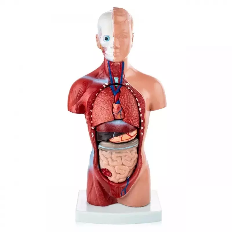 MODELSCART Sexless Small Human Torso Model 15 Parts, 26 cm, Made of PVC Plastic for Medical Education & Training, RX-203