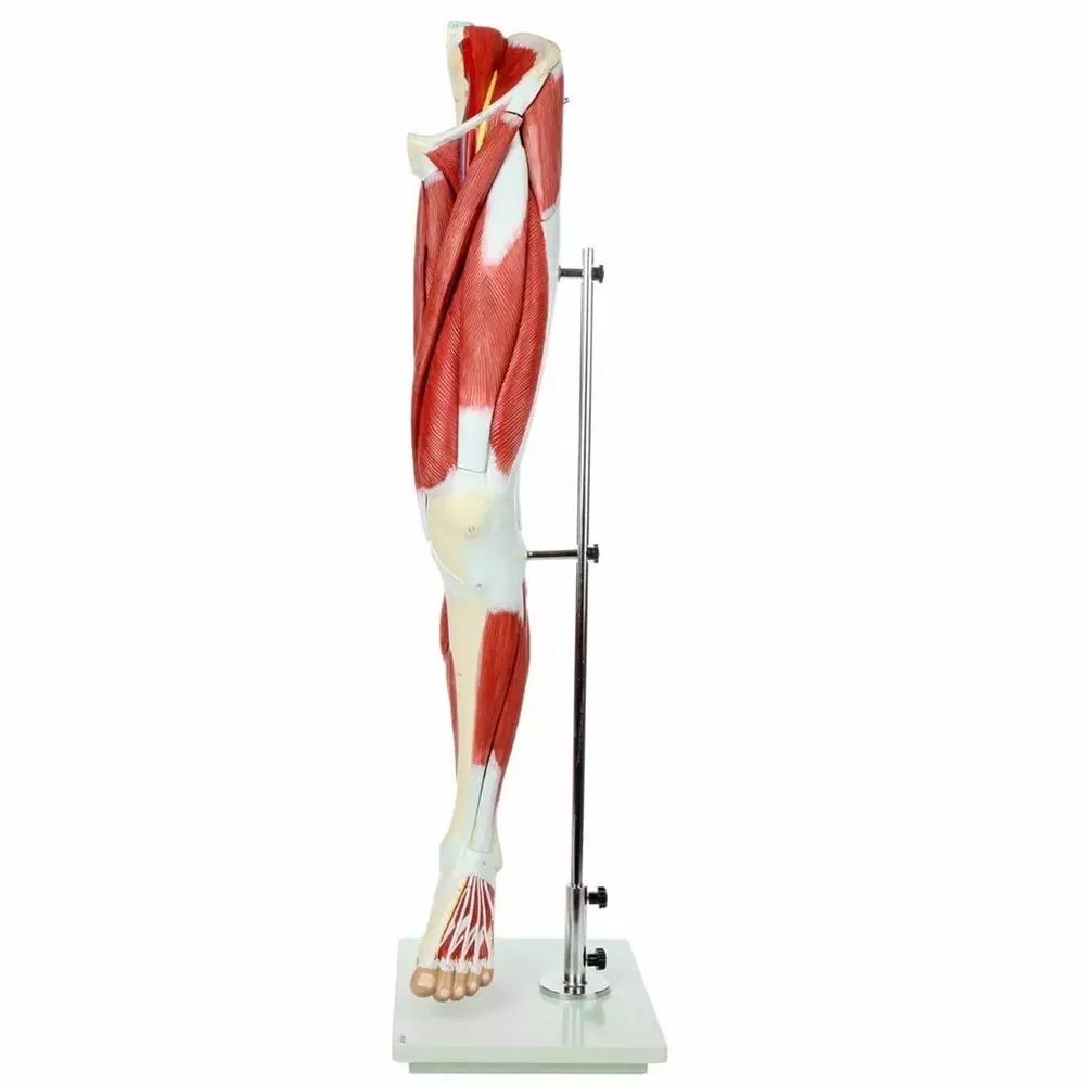 MODELSCART Life Size Muscle of Human Leg Model 13 Parts Made of PVC Plastic, Mounted on Stand with Base for Medical Education, RX-A11308