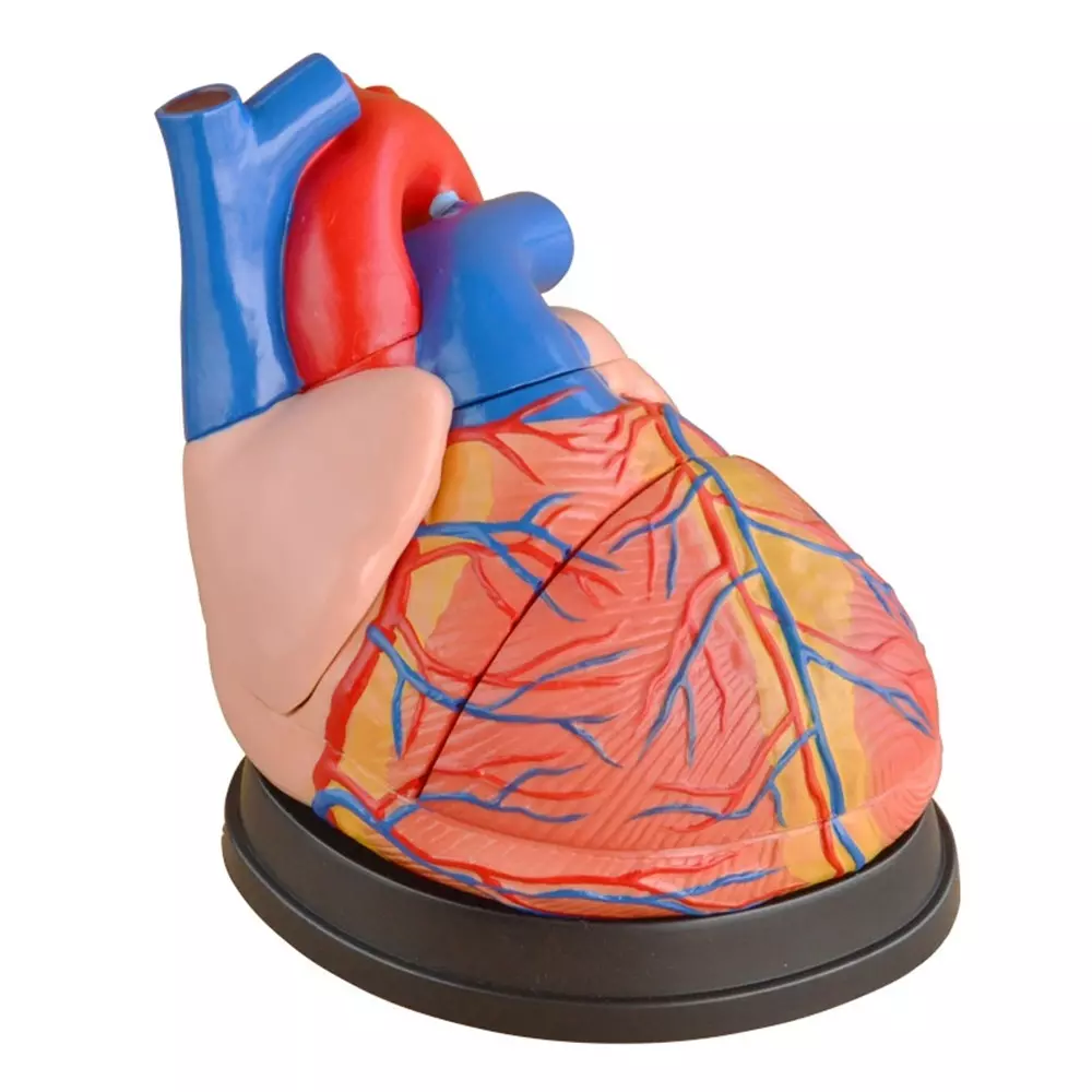 MODELSCART Jumbo Heart Model, 4 Times Life Size Made of PVC, Mounted on Plastic Base for Medical Education, XC-307