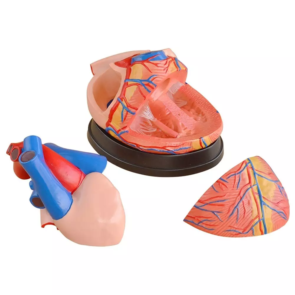 modelscart-jumbo-heart-model-4-times-life-size-made-of-pvc-mounted-on-plastic-base-for-medical-education-xc-307