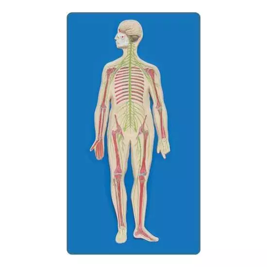 Zesco India Half Life Size Human Nervous System Model Multicolor HSP Resin Body for Biology and Medical Labs, ZESCO- ZI-1307