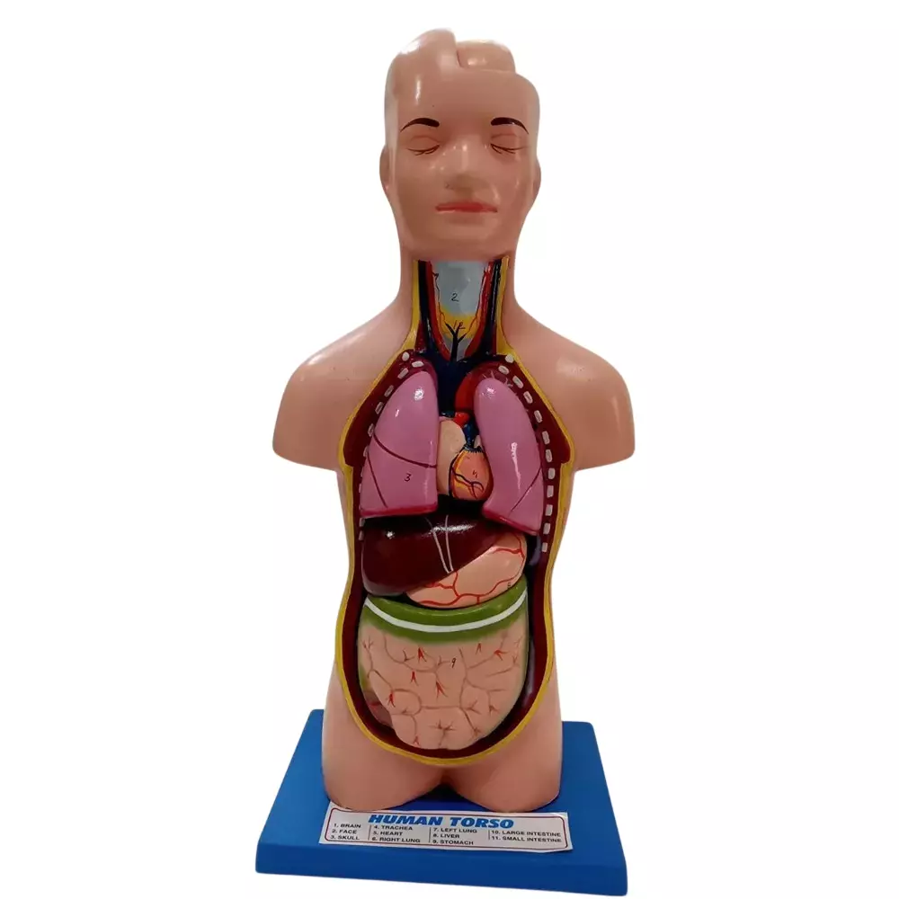 WKM Human Torso Model with 11-Parts Detachable Organs, Display Base & Product Manual for Students & Professionals, ‎TORSO-MODEL-NEW