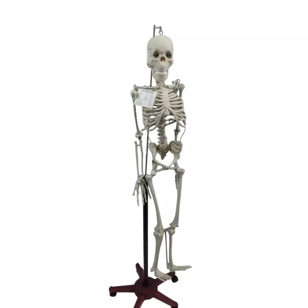 WKM Articulated Human Skeleton Model 153 cm (5 ft) Removable Arms and Legs with Stand for Medical, Educational & Physiotherapy Training