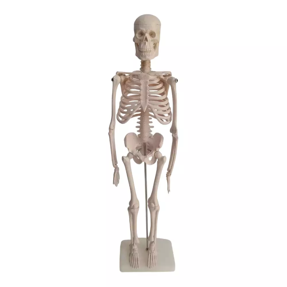 WKM Articulated Skeleton System 45 cm with Stand for Medical, Educational & Physiotherapy Training