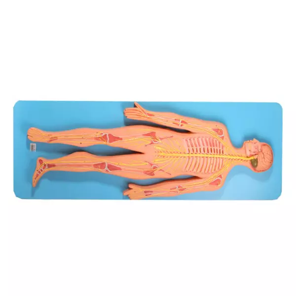 A-ONE SCIENCE Multicolor PVC Nervous System Model AOSBM115