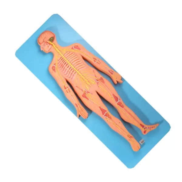 A-ONE SCIENCE Multicolor PVC Nervous System Model AOSBM115