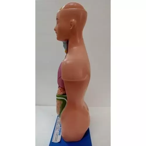wkm-human-torso-model-11-parts-anatomical-torso-with-detachable-organs-life-size-3d-human-body-torso-model-for-medical-students-classroom-and-home-education