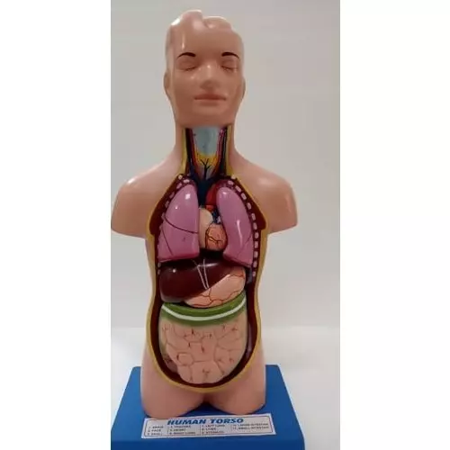 wkm-human-torso-model-11-parts-anatomical-torso-with-detachable-organs-life-size-3d-human-body-torso-model-for-medical-students-classroom-and-home-education