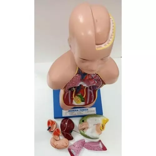 wkm-human-torso-model-11-parts-anatomical-torso-with-detachable-organs-life-size-3d-human-body-torso-model-for-medical-students-classroom-and-home-education