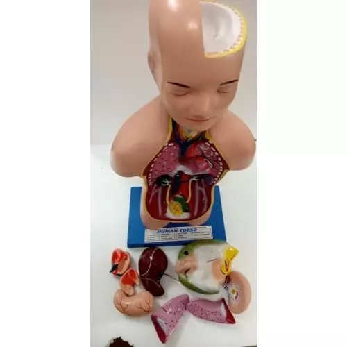wkm-human-torso-model-11-parts-anatomical-torso-with-detachable-organs-life-size-3d-human-body-torso-model-for-medical-students-classroom-and-home-education