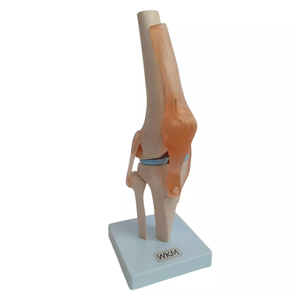 WKM Flexible Knee Joint Model Set Durable & Deformity-Free Includes ACL, PCL, LCL & MCL Ligaments for Medical Education