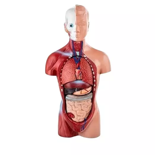 WKM Human Torso Model with Detachable Organs, Display Base & Product Manual for Students & Professionals, ‎WKM_HT_RELIST