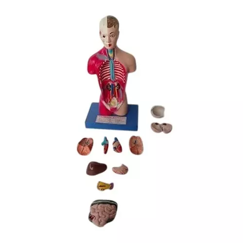wkm-human-torso-model-with-removable-parts-3d-medical-anatomy-teaching-tool-for-students-professionals-includes-detachable-organs-display-base-product-manual-durable-pvc-for-classroom-use