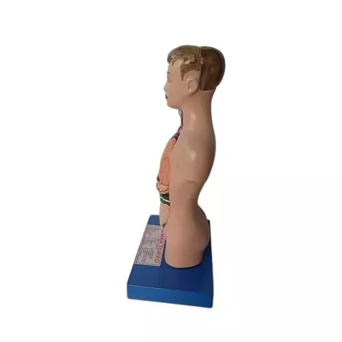 wkm-human-torso-model-with-removable-parts-3d-medical-anatomy-teaching-tool-for-students-professionals-includes-detachable-organs-display-base-product-manual-durable-pvc-for-classroom-use