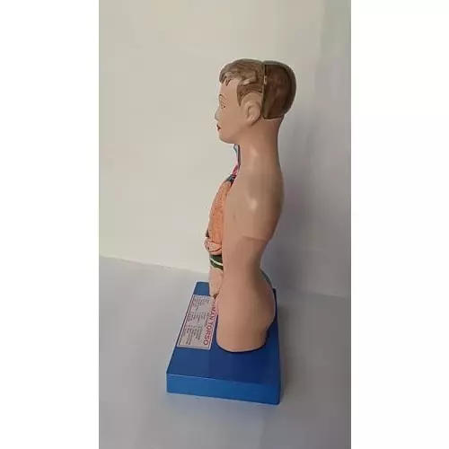 wkm-human-torso-model-with-removable-parts-3d-medical-anatomy-teaching-tool-for-students-professionals-includes-detachable-organs-display-base-product-manual-durable-pvc-for-classroom-use
