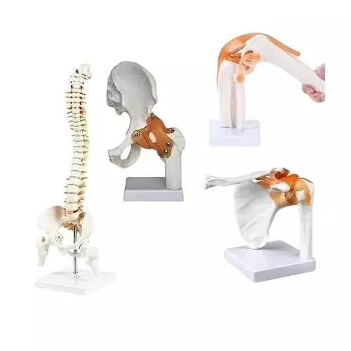WKM Human Anatomical Joints Model Set 4 Pcs Includes Shoulder, Hip, Knee and Spine with Accurate Ligament and Bone Details (Pack of 4 Pcs)